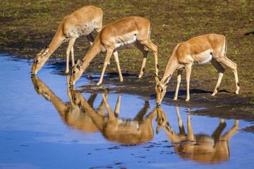 Common Impala in Kruger National park, South Africa ; Specie Aepyceros melampus family of Bovidae