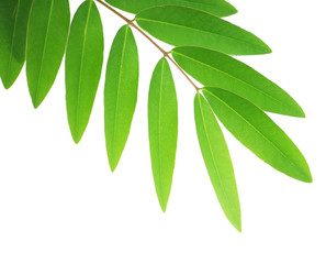 green leaf isolated on white background