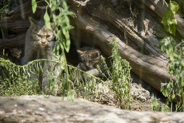 Wildcat with kitten.