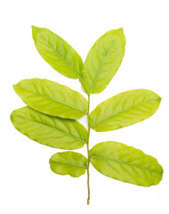 Fototapeta premium yellowish green leaf isolated on white background