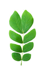 Fototapeta premium green leaf isolated on white background