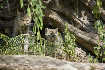 Wildcat with kitten.