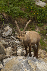 Watching alpine ibex with long horns standing on the stone