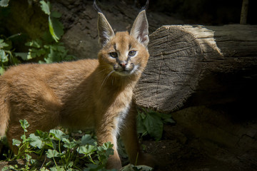 Caracal cub.
