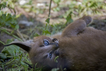 Portrait of caracal cub.