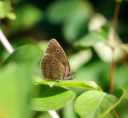 Bläuling, Schmetterling auf einer Pflanze