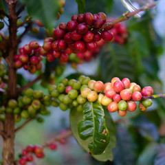 Ripe Coffee beans  on tree in  thailand