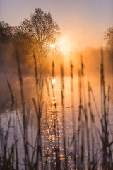 Sunrise Light Piercing Through Mist and Trees and Reflecting in Lake Behind Cat’s Tails.