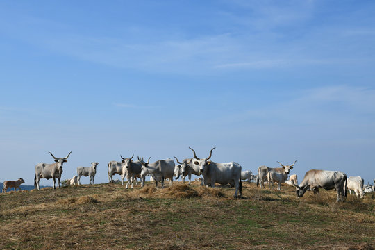 Free range Maremmana Cattle in the Italian Countryside
