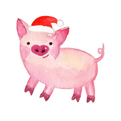 Watercolor Pig. 2019 Chinese New Year of the Pig. Christmas greeting card.   Isolated on white background. Cute watercolor illustration. 