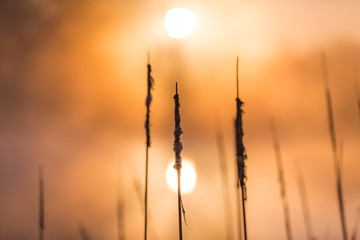 Sunrise Light Piercing Through Mist and Trees and Reflecting in Lake Behind Cat’s Tails.