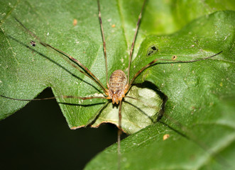 Weberknecht auf Blatt