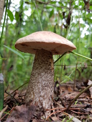 гриб подберезовик в лесу 