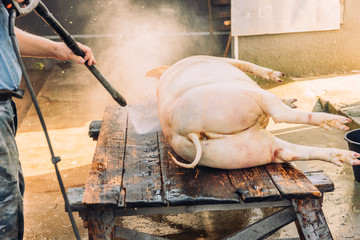 People wash a pig, after slaughtering it.