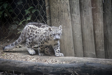 Snow leopard cub. © Lucie
