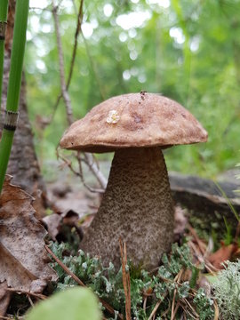 гриб подберезовик в лесу макро