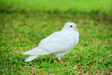 Beautiful white dove or pigeon (Columba livia) is standing on green grass, Bird background.