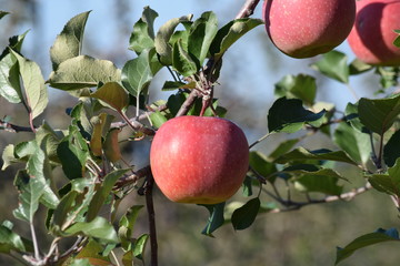 Apple in an orchard that harvested time