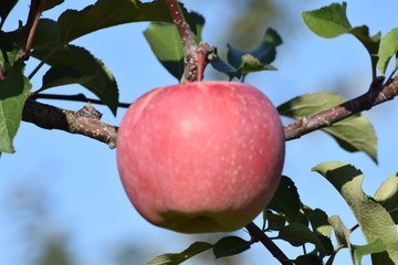 Apple in an orchard that harvested time