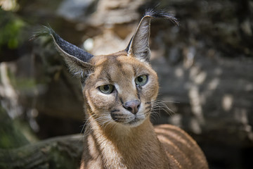 Portrait of caracal.