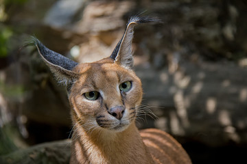 Portrait of caracal.