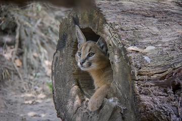 Caracal cub hidden in the log.