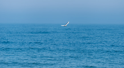 Naklejka premium A landscape of a beautiful, blue and calm sea with a flying lonely seagull on a summer morning.