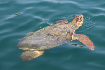 Big sea turtle Caretta spoted near Zakynthos island, Greece. Coastline, scenic.