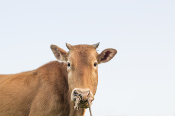 One ox grazing close-up on the grass