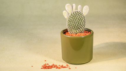Gorgeous flat with fingers cactus in pot with red stones at green smooth background