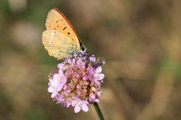 Obraz premium Orange butterfly on pink flower