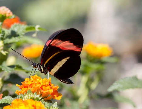 Red postman butterfly