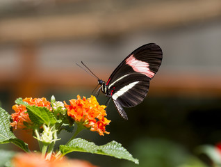 Red postman butterfly