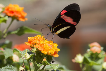 Red postman butterfly