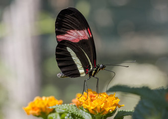 Red postman butterfly
