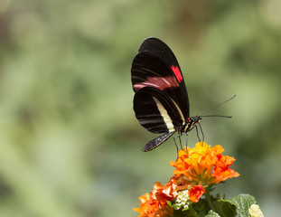 Red postman butterfly