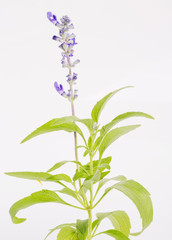 Fototapeta na wymiar Lavender flower over white