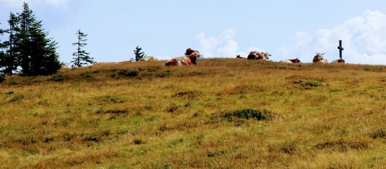 Fototapeta na wymiar Kühe auf einem Berg vor dem Gipfelkreuz