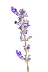 Lavender flower over white