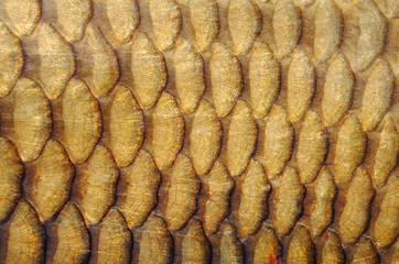 texture écaille de poisson