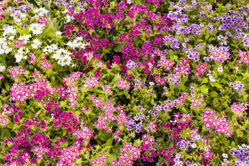 Fototapeta premium Flowers background