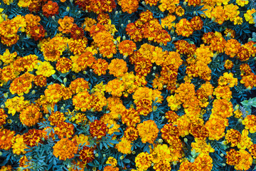 Fototapeta premium Flowers background