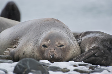 Mother and Offspring