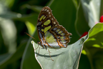 Fototapeta na wymiar Malachite butterfly