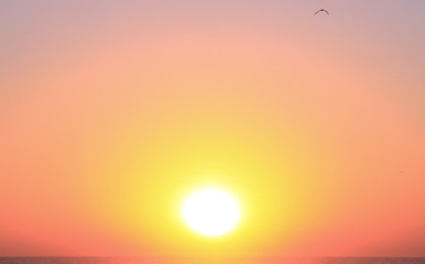 Tropical Bird Flying over Pacific Ocean in Golden Sunset.