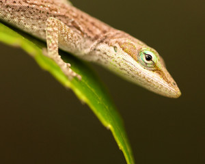 Macro Lizard on a Leaf