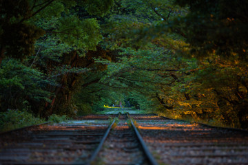 京都府 蹴上インクライン 新緑 夜