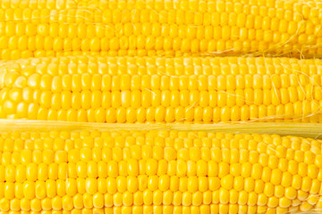texture of corn cobs closeup
