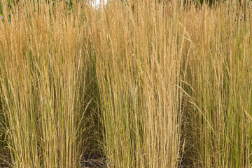 Fototapeta premium Grass background