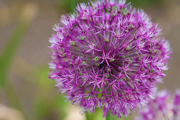 Purple Beautiful Ball Flower